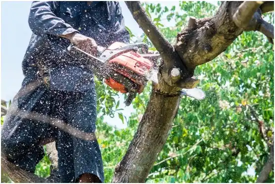 tree services Pacolet